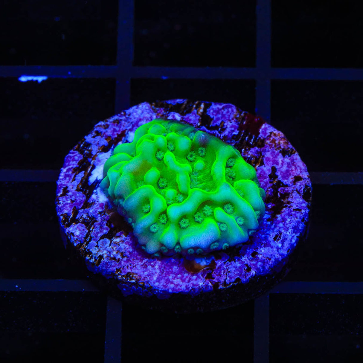 TSA Plutonium Palawanensis Montipora Coral