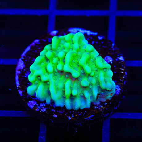 TSA Plutonium Palawanensis Montipora Coral