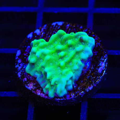 TSA Plutonium Palawanensis Montipora Coral