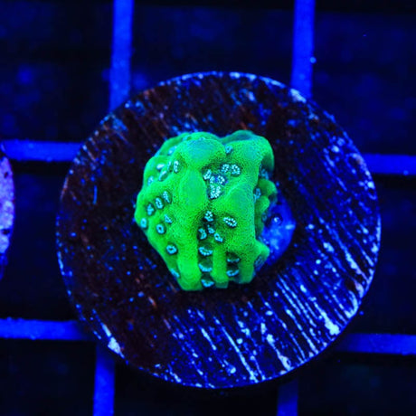 TSA Plutonium Palawanensis Montipora Coral