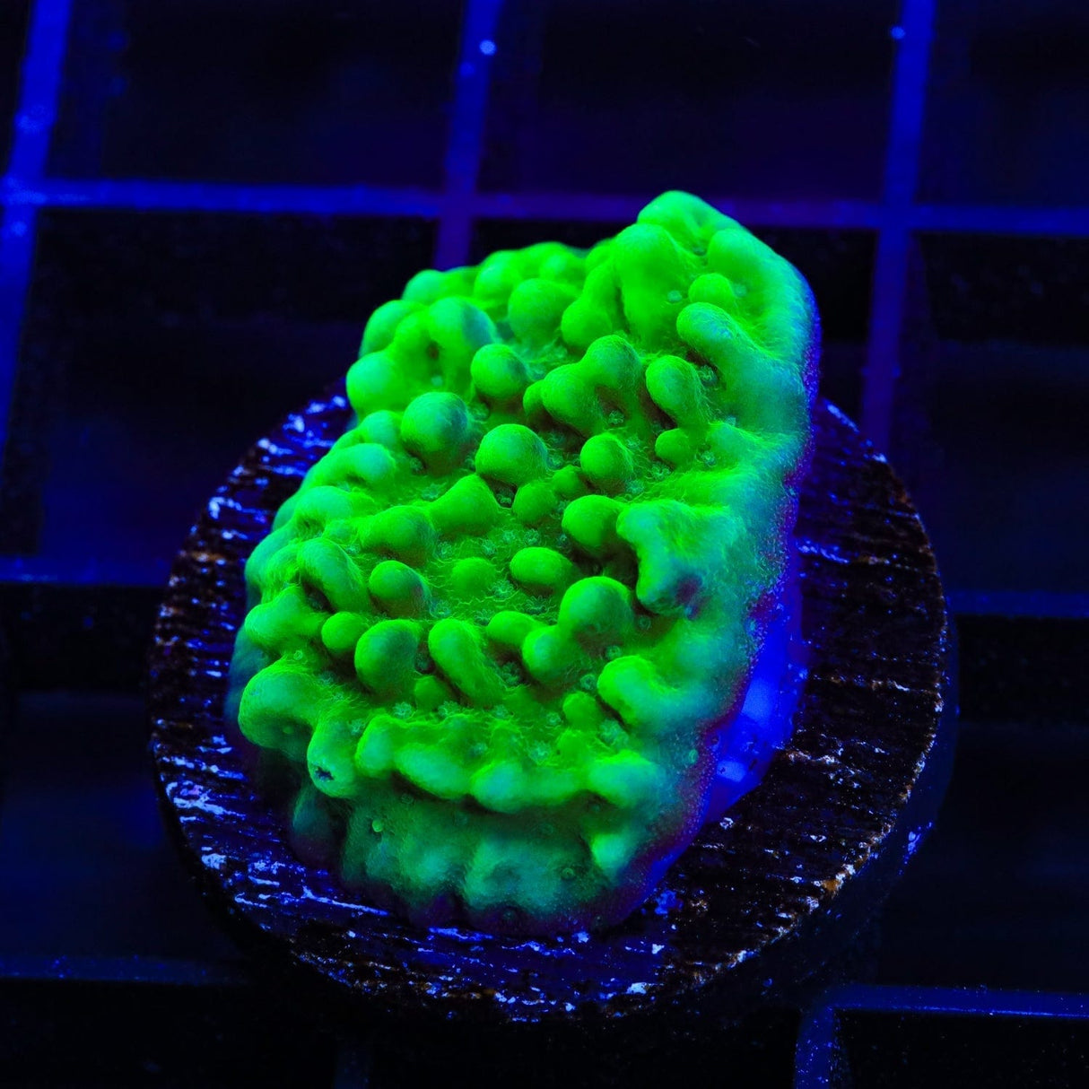 TSA Plutonium Palawensis Montipora Coral