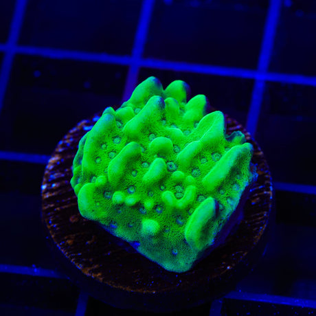 TSA Plutonium Palawensis Montipora Coral
