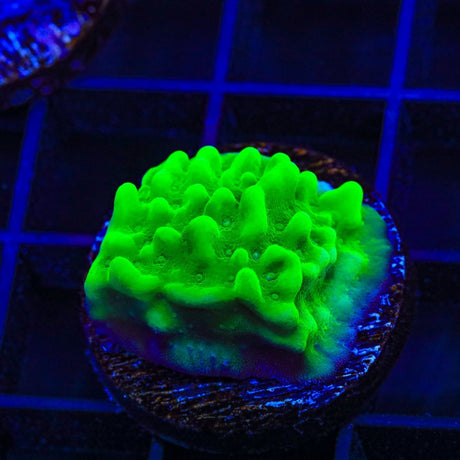 TSA Plutonium Palawensis Montipora Coral