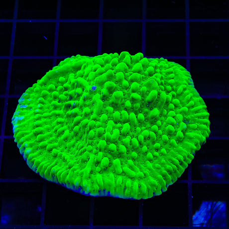 TSA Plutonium Palawensis Montipora XL Frag Coral