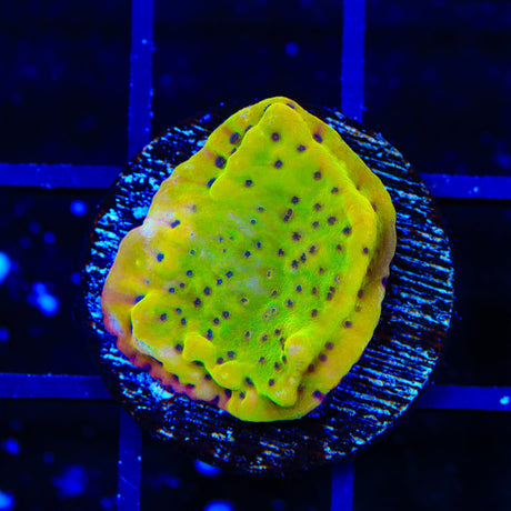 TSA Pooh Bear Montipora Coral