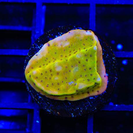 TSA Pooh Bear Montipora Coral