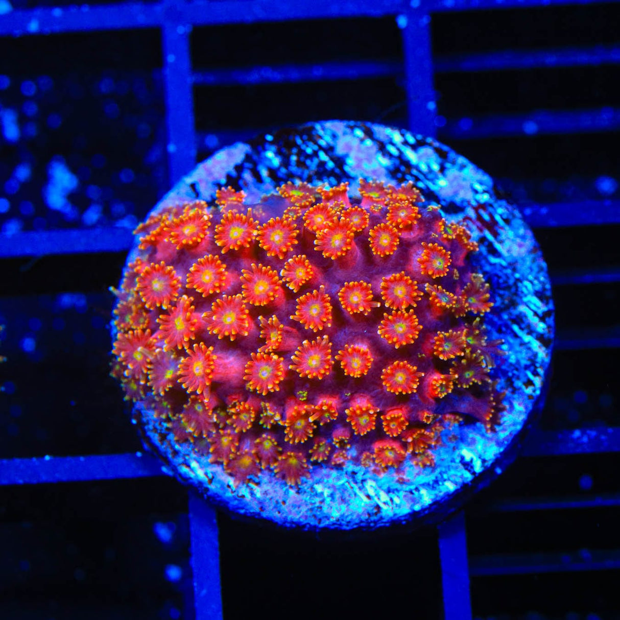 TSA Pop Rockz Goniopora Coral