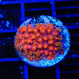 TSA Pop Rockz Goniopora Coral