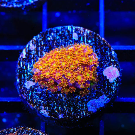 TSA Pop Rockz Goniopora Coral