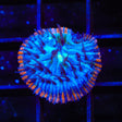 TSA Popsicle Aquacultured Plate Coral