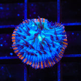 TSA Popsicle Aquacultured Plate Coral