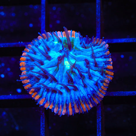 TSA Popsicle Aquacultured Plate Coral