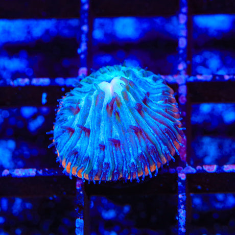 TSA Popsicle Aquacultured Plate Coral