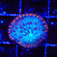 TSA Popsicle Aquacultured Plate Coral