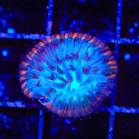 TSA Popsicle Aquacultured Plate Coral
