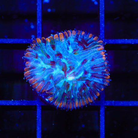 TSA Popsicle Aquacultured Plate Coral