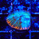 TSA Popsicle Aquacultured Plate Coral