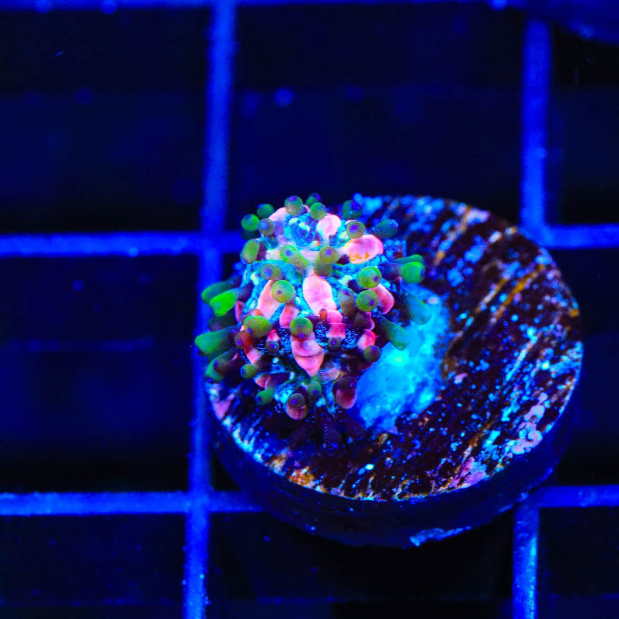 TSA Popsicle Plate Coral
