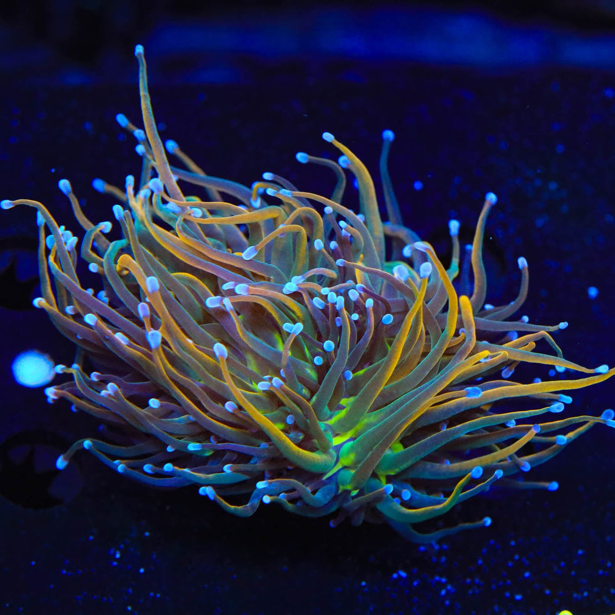TSA Pot of Gold Torch Coral