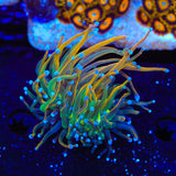 TSA Pot of Gold Torch Coral
