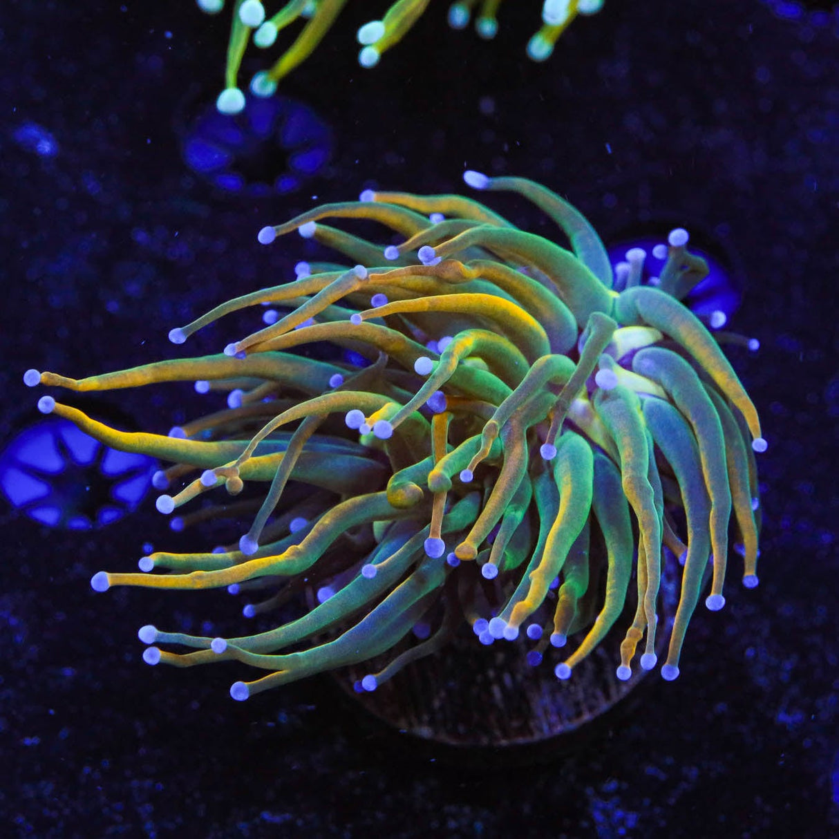 TSA Pot of Gold Torch Coral