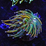 TSA Pot of Gold Torch Coral