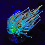 TSA Pot of Gold Torch Coral