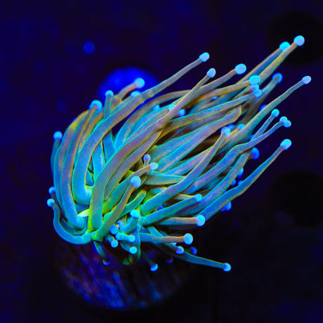 TSA Pot of Gold Torch Coral