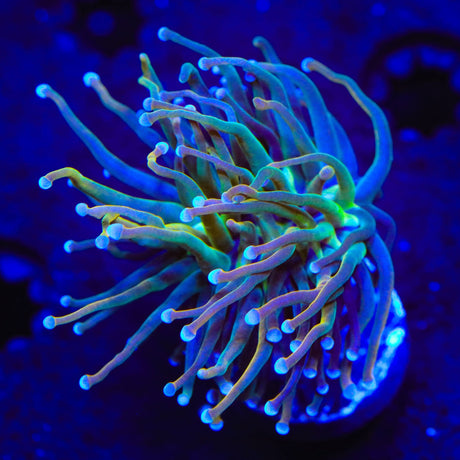 TSA Pot of Gold Torch Coral