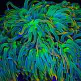 TSA Pot of Gold Torch Coral