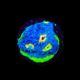 TSA PPE Chalice Coral