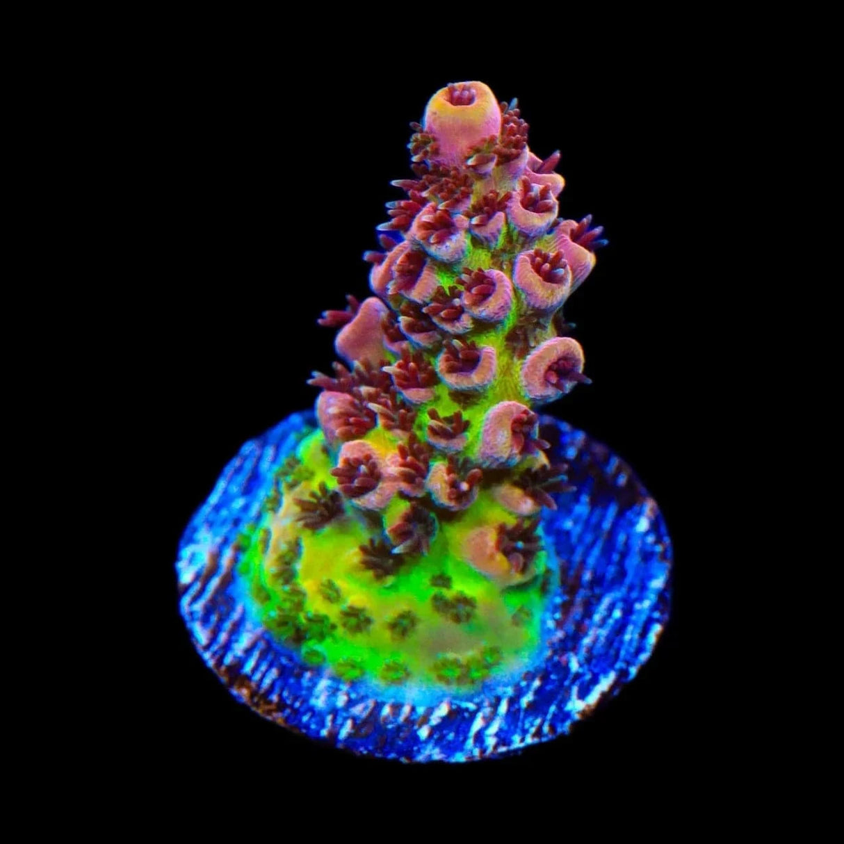 TSA Prairie Fire Acropora Coral