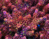 TSA Prairie Fire Acropora Coral