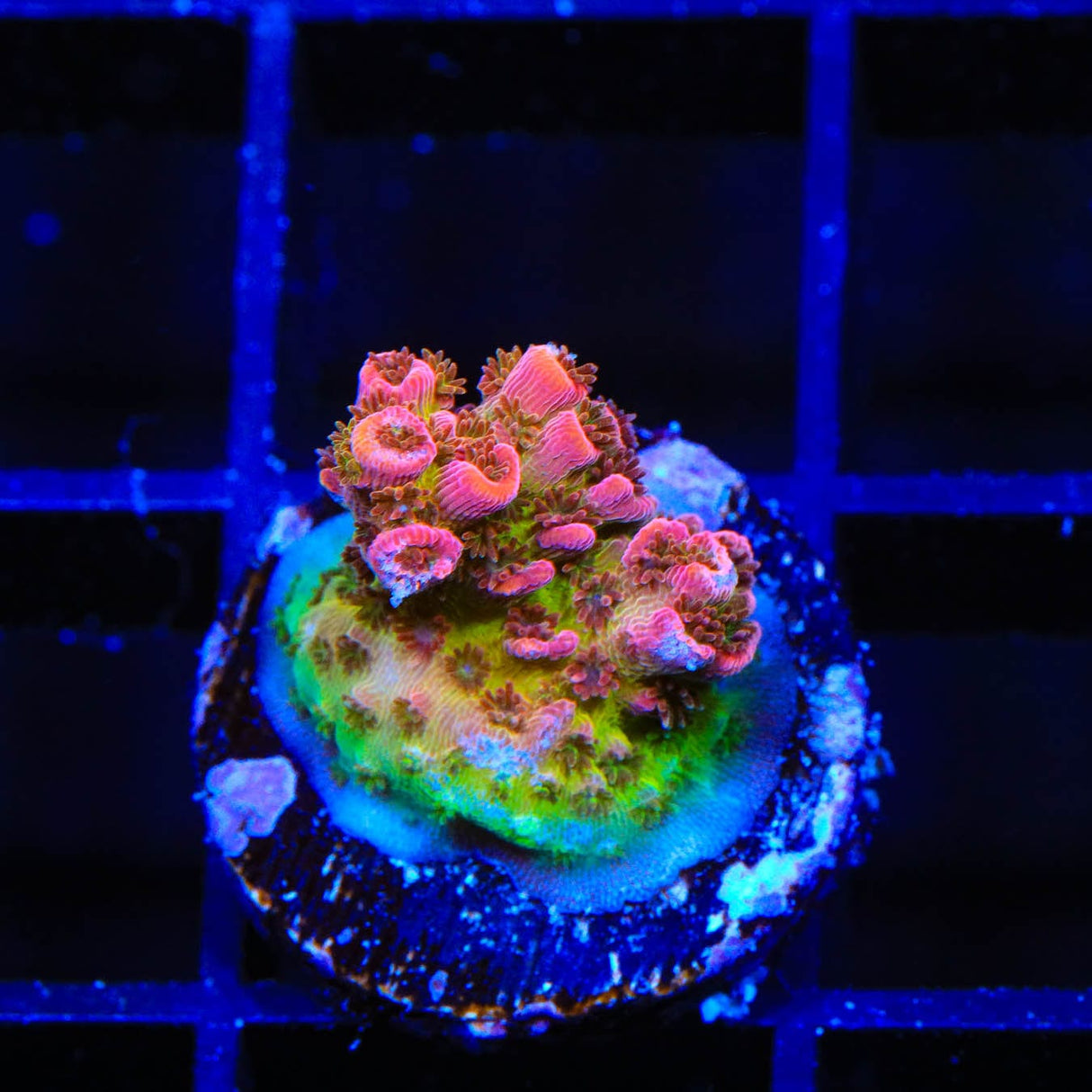 TSA Prairie Fire Acropora Coral