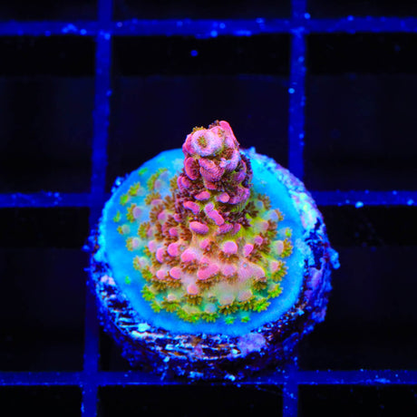TSA Prairie Fire Acropora Coral