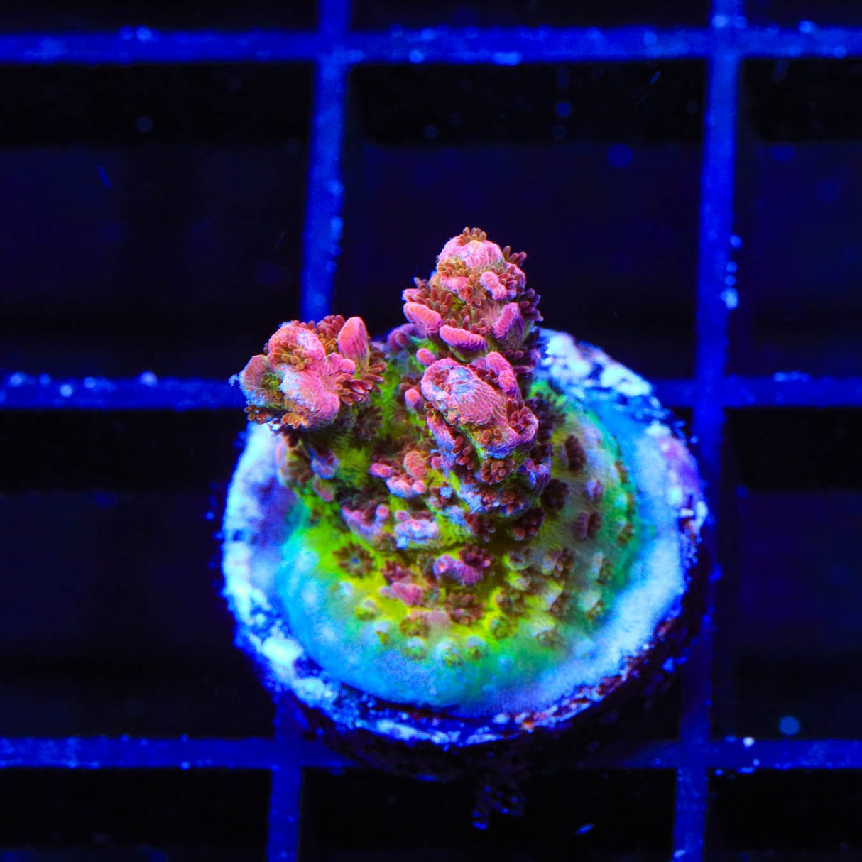 TSA Prairie Fire Acropora Coral