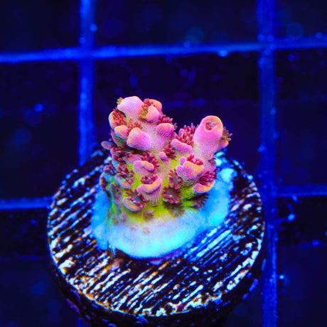 TSA Prairie Fire Acropora Coral