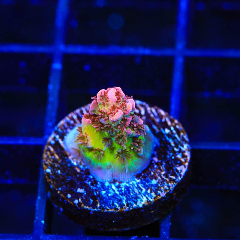 TSA Prairie Fire Acropora Coral