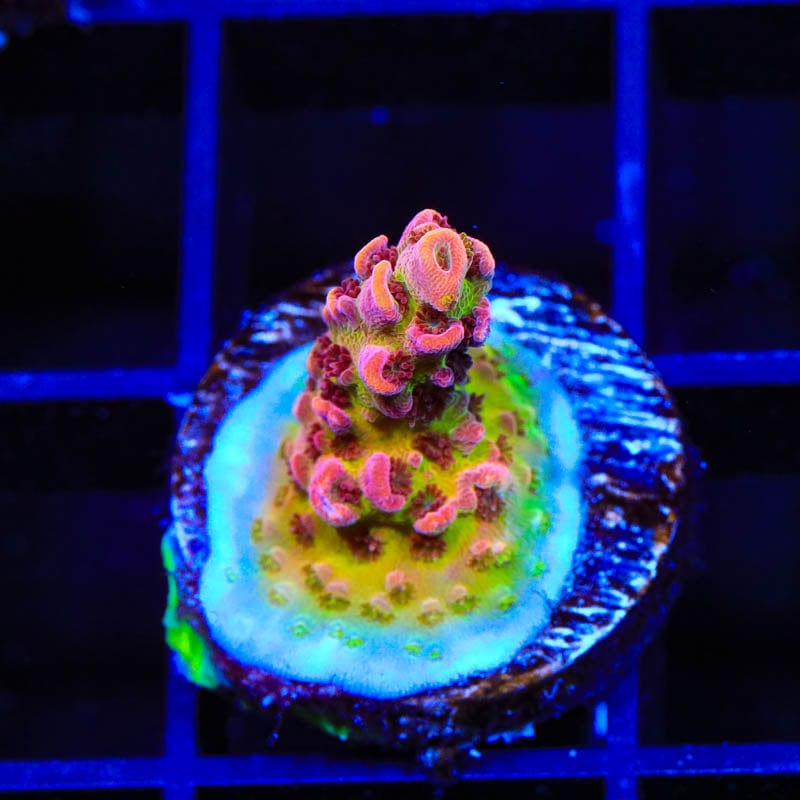 TSA Prairie Fire Acropora Coral