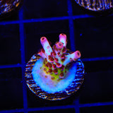 TSA Prairie Fire Acropora Coral