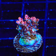TSA Prairie Fire Acropora Coral