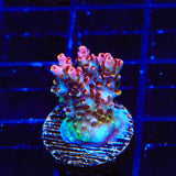 TSA Prairie Fire Acropora Coral