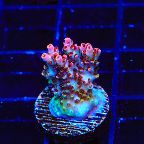 TSA Prairie Fire Acropora Coral
