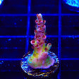TSA Prairie Fire Acropora Coral