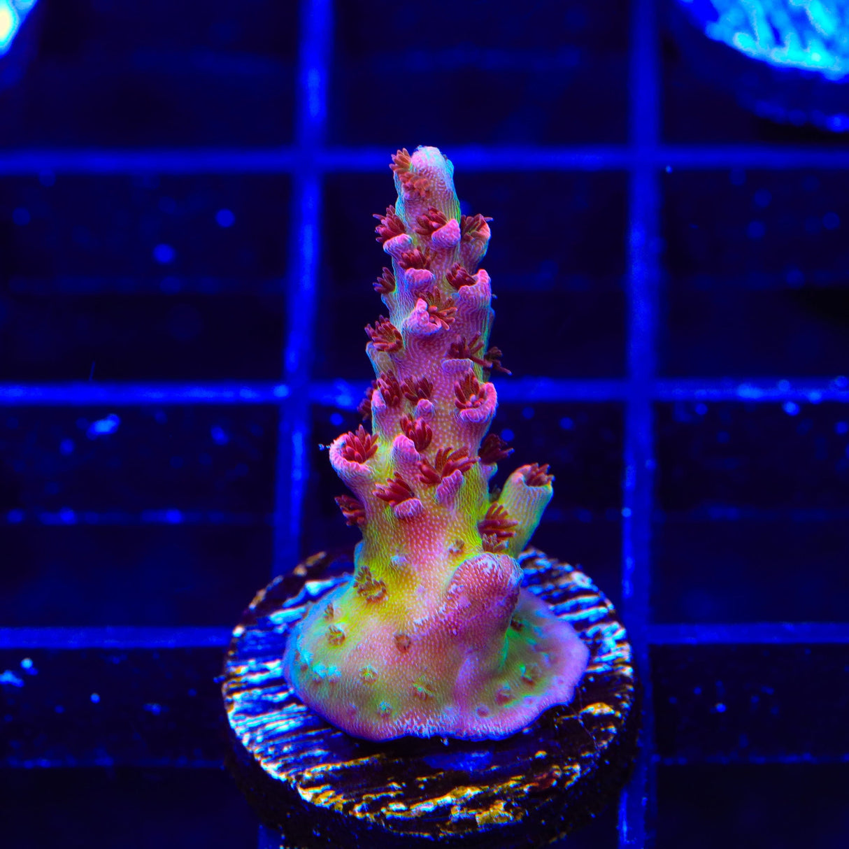 TSA Prairie Fire Acropora Coral