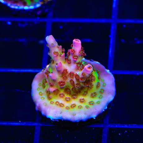 TSA Prairie Fire Acropora Coral
