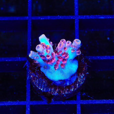 TSA Prairie Fire Acropora Coral