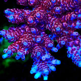 TSA Prairie Fire Acropora Coral