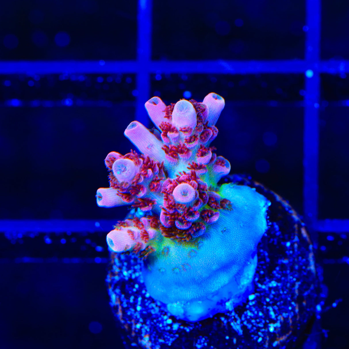 TSA Prairie Fire Acropora Coral
