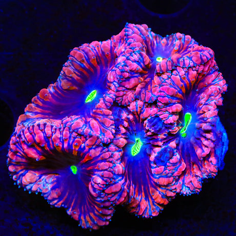 TSA Princess Party Blastomussa Coral